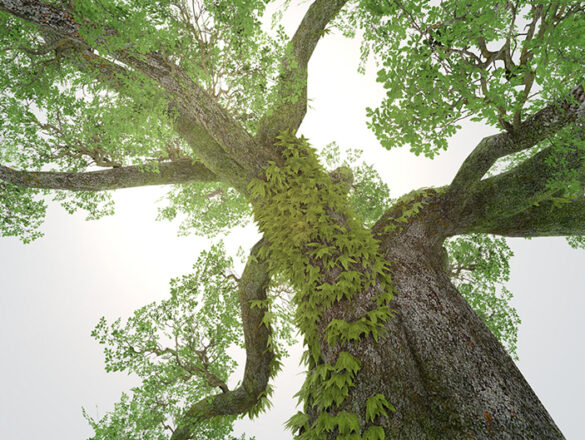 Quercus ella - Elder Oak, by Konoha