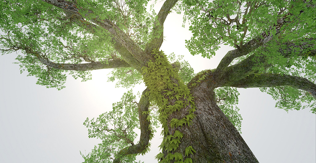 Quercus ella - Elder Oak, by Konoha