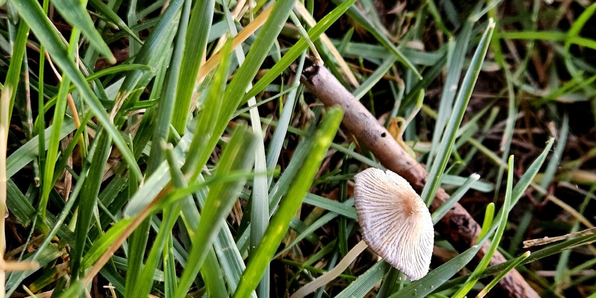 Pleated Inkcap