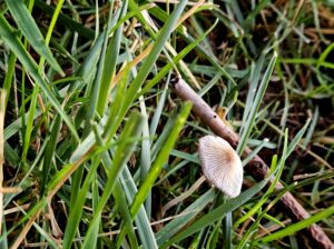 Pleated Inkcap