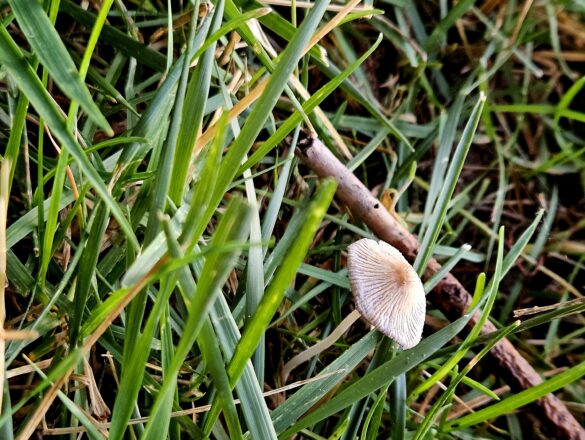 Pleated Inkcap