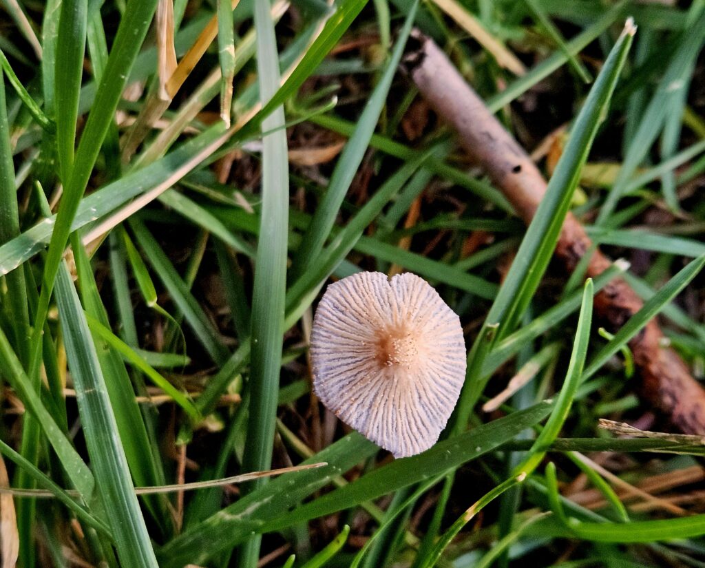 Pleated Inkcap - top view